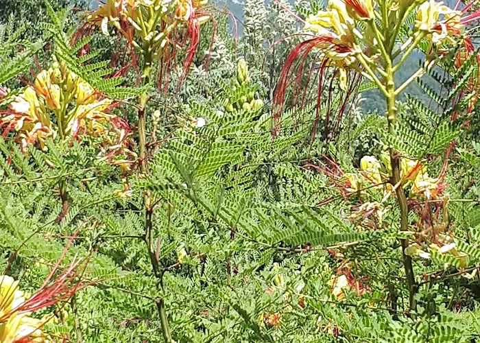 Everest 4* Ölüdeniz