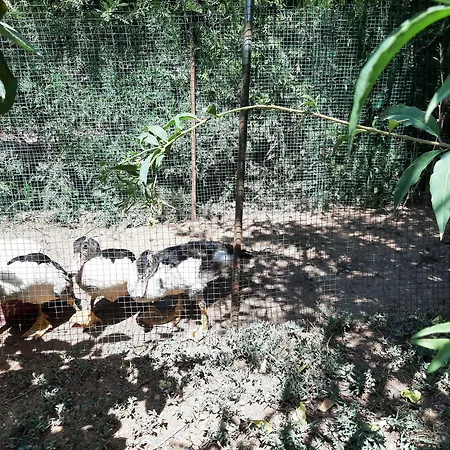 Hotel de apartamente Everest Oludeniz